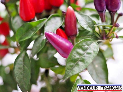 Graines piment bolivian - graines, "bolivian