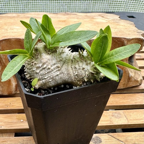 Pachypodium brevicaule rare - pachypodium,