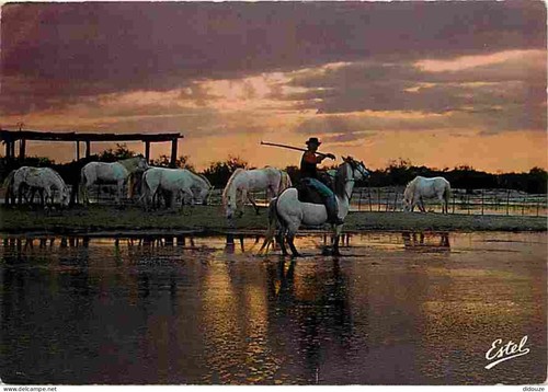 Carte postale animaux - carte,
