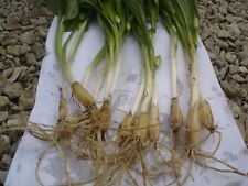 Lot de 7 Bulbes Ail des Ours ( cultivé en permaculture BIO)