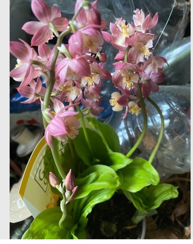 Orchidée sauvage vivace - sauvage,