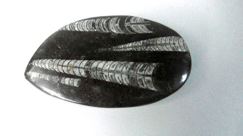 Pierre fossile orthoceras - fossile,
