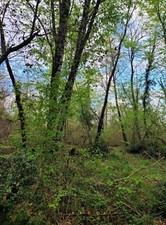 TERRAIN Boisé CONSTRUCTIBLE