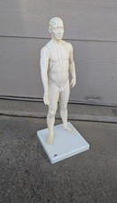 3B Scientific Acupuncture 27" Male Man Model Figure Human Doll - Germany