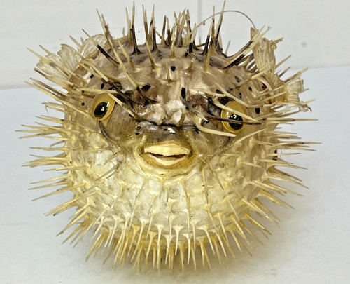Poisson globe diodon - globe,