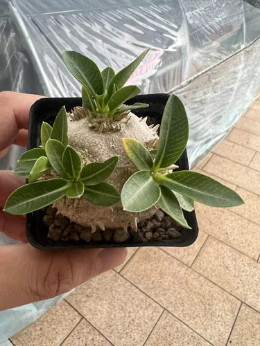5cm seedgrown trendy caudex - 5.5cm,