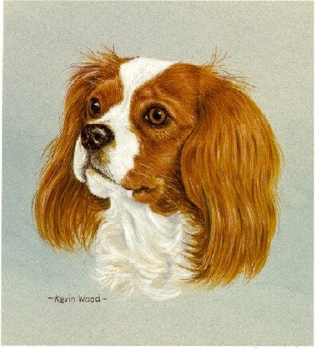 Cavalier king charles - king, spaniel