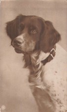 CP PORTRAIT DOG NPG - 35205