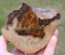 Bois fossile Araucaria 880