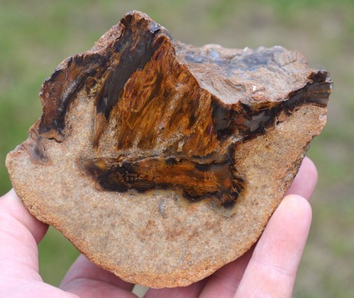 Bois fossile araucaria 880 - araucaria,