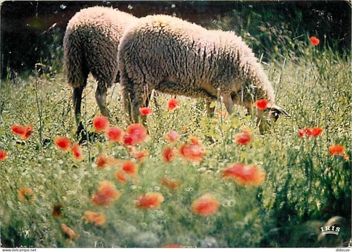 Carte postale animaux - carte,