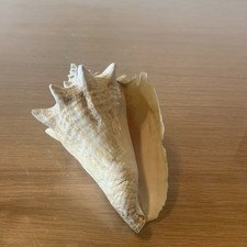 shell conque 15 cm ref AE 
