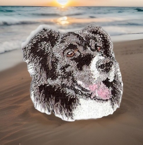 Border collie canine dog - border,