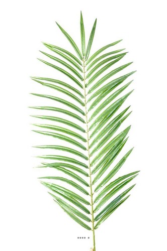 Feuille palmier phoenix - feuille,
