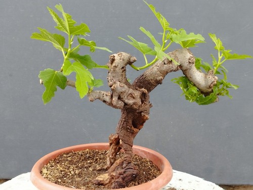 Pré bonsaï ficus charge - ficus,
