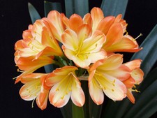 Clivia N°70 Tango F1 X Chiffon