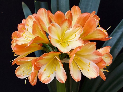 Clivia tango f1 x - tango,