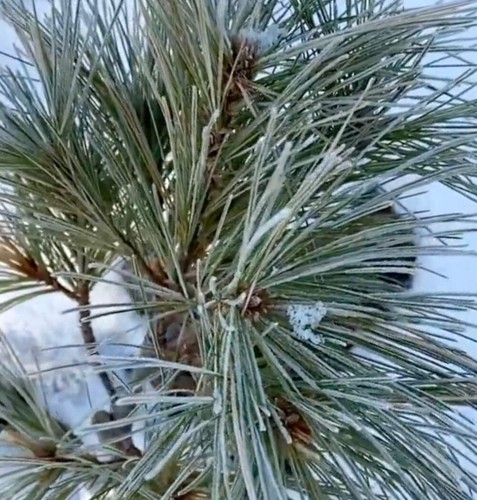 Pinus strobus radiata - pinus,