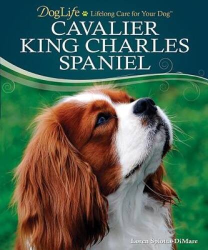 Cavalier king charles spaniel - king,