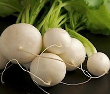 300 Graines de NAVET Boule de