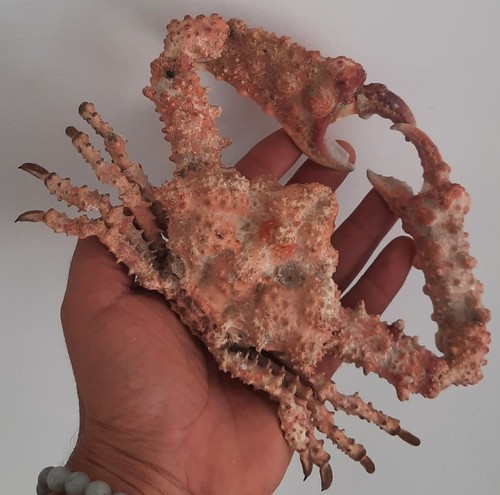 Curiosité taxidermie - curiosité,