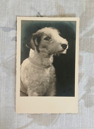 Carte postale ancienne photo - carte,