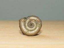 Fossile d'ammonite en pyrite -