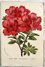 Van Houtte Azalea 477 1845 Flore des Serres Botanical Print Lithograph Antique