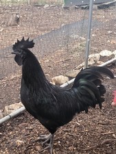 6+ Pure Ayam Cemani chicken