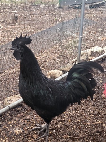 Pure ayam cemani chicken - pure,