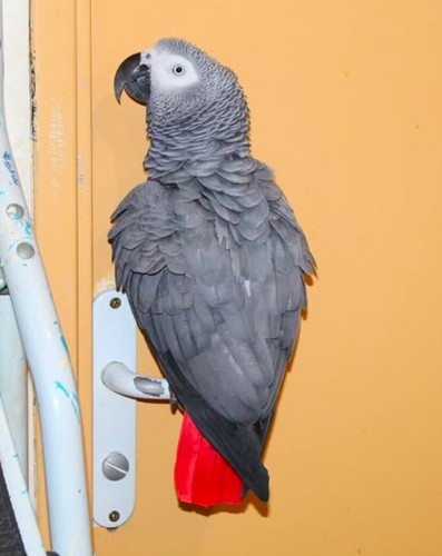 Gris gabon - gris,