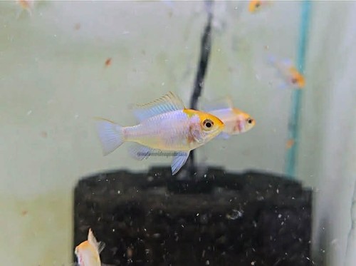 Mikrogeophagus ramirezi - ,