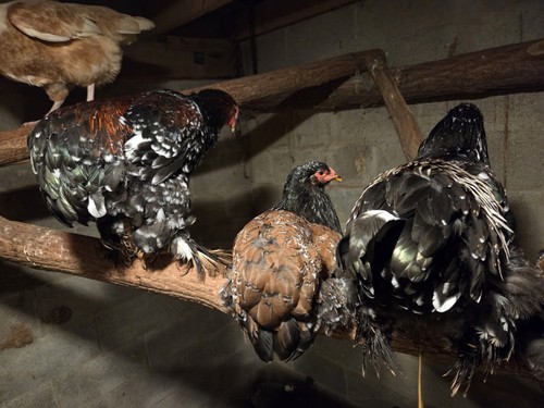 Brahma chicken hatching eggs