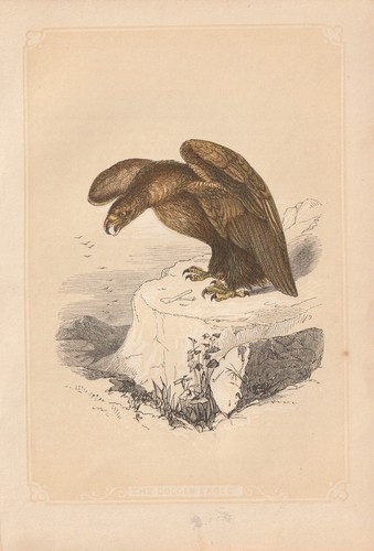 Aigle royal aquila - aigle,