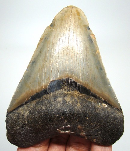 Megalodon shark tooth - megalodon,