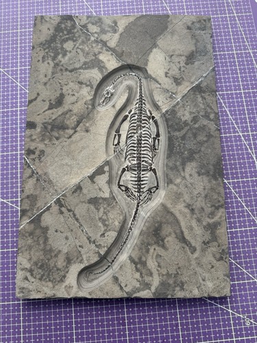 Reptile marin fossile - reptile, marin-🦎fossile