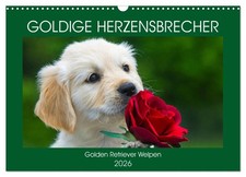 Golden briseurs de cœur - Golden Retriever chiots (Calendrier mural 2026 DIN A3 
