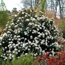 6 Boutures Viorne Tin -