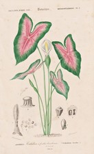 Caladium Bicolor Kaladien Buntwurz Gravure Botanique Acier 1849