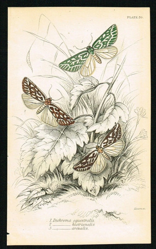 Moths antique print - moths,