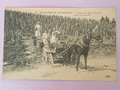Cpa vendanges champagne - cpa,, en