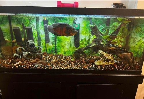 Aquarium with all accessories - aquarium,