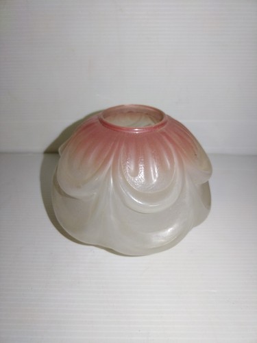 Ancienne tulipe bicolore