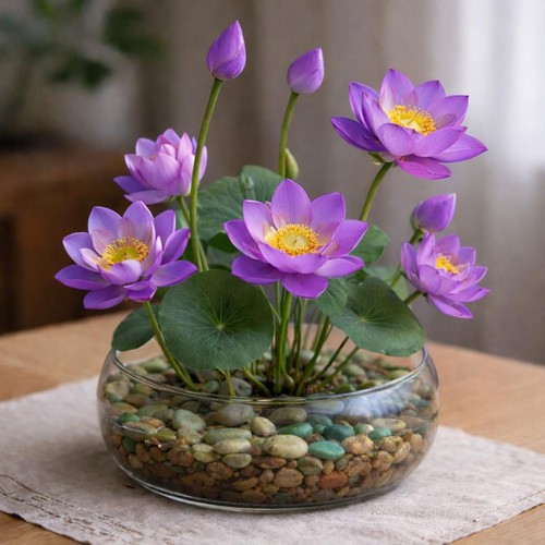 Graines lotus violet - de,