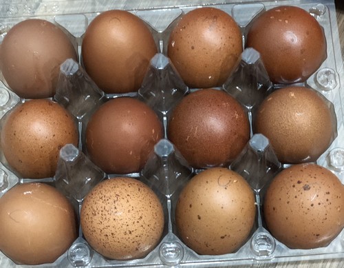 Hatching eggs french black - 12,
