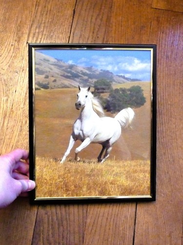 Cheval blanc dans son - cheval,