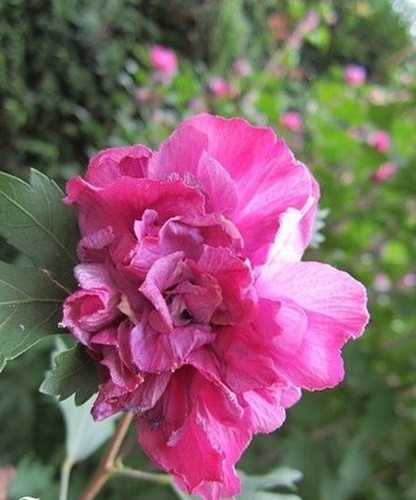 Hibiscus purple - ♫, 'purple