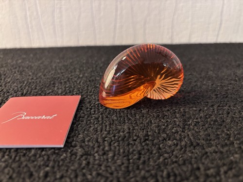 Nautile coquillage ambre en - coquillage,