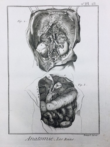 Anatomie 1779 néphrologie - 1779,