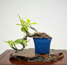 Bonsaï de Ficus carica en